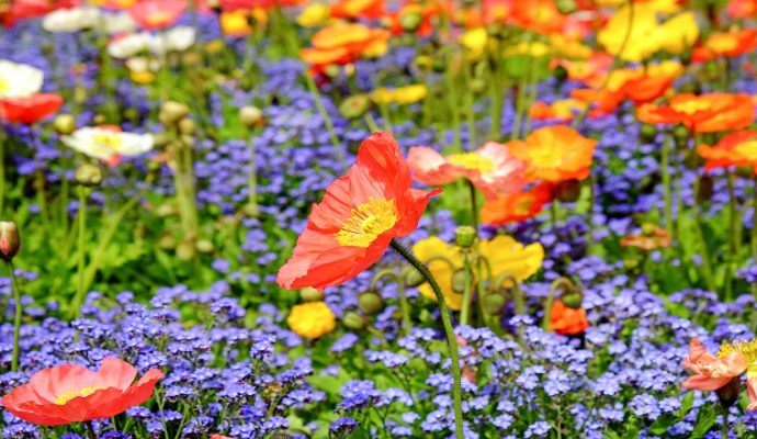 Animations nature dans 13 communes de la Métropole du 22 avril au 4 juin