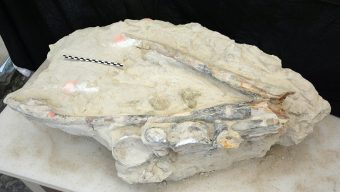 Une découverte paléontologique remarquable en Anjou : un grand prédateur marin âgé de 90 millions d’années