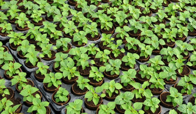 Plandanjou ouvrira en septembre près d’Angers un marché de 3000 m² réservé aux professionnels du végétal