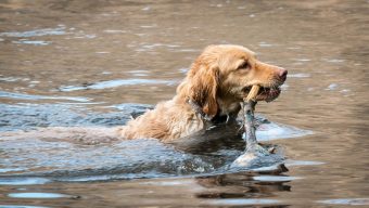 Plusieurs chiens intoxiqués par des cyanobactéries dans la Loire