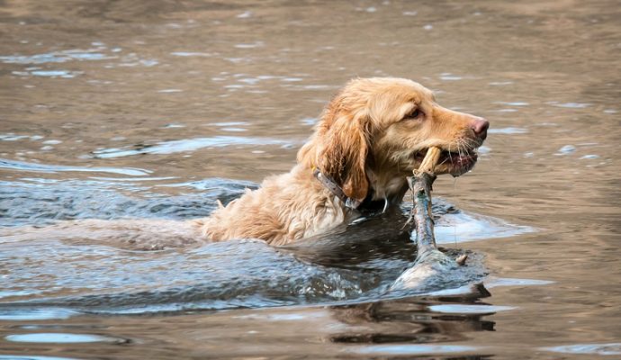 La présence de cyanobactéries responsables du décès de chiens