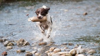 Plusieurs chiens morts après avoir été dans la Loire