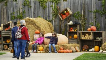 7 000 visiteurs ce weekend à Terra Botanica à Angers pour la Fête de l’automne