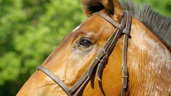 Près de 18 000 visiteurs au Salon du cheval