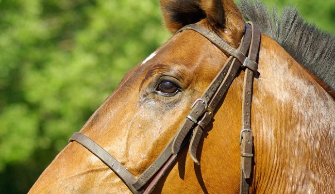 2ème édition du Salon du Cheval d’Angers les 10, 11 et 12 novembre