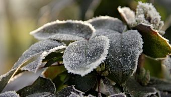 Météo : Des températures glaciales dans les jours à venir