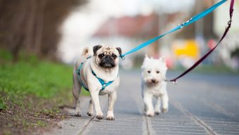 Un espace réservé aux chiens expérimenté au sein du parc du Pin