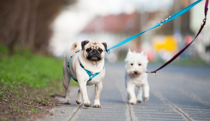 Il ne fait pas bon vivre avec son chien à Angers