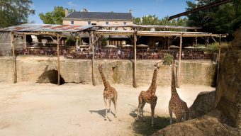 Le Bioparc de Doué-la-Fontaine veut rouvrir et invite Jean Castex