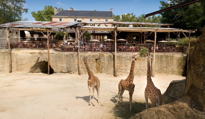 Le Bioparc de Doué-la-Fontaine veut rouvrir et invite Jean Castex