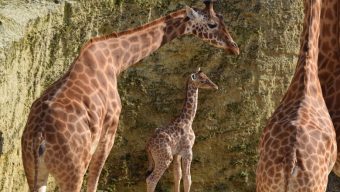 Naissance d’un girafon au Bioparc de Doué-la-Fontaine