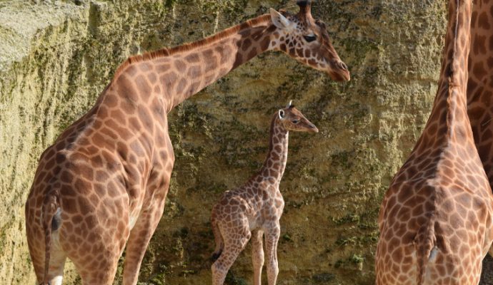 Naissance d’un girafon au Bioparc de Doué-la-Fontaine
