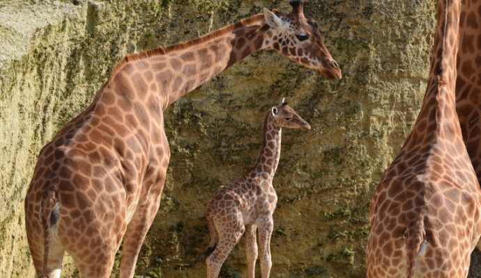 Naissance d’un girafon au Bioparc de Doué-la-Fontaine