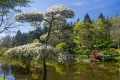 Parc oriental de Maulevrier - Anjou - fleuraison bd