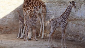 Naissance exceptionnelle d’un 3ème girafon au Bioparc de Doué-la-Fontaine