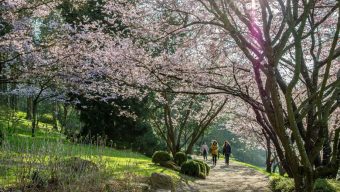 Parc Oriental de Maulévrier : une fréquentation record depuis sa réouverture