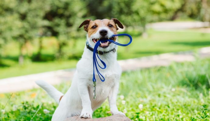 Un nouvel espace pour promener son chien librement a ouvert à la Baumette