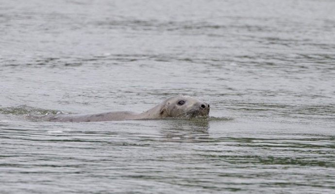 Pour la première fois, un phoque gris observé en Anjou