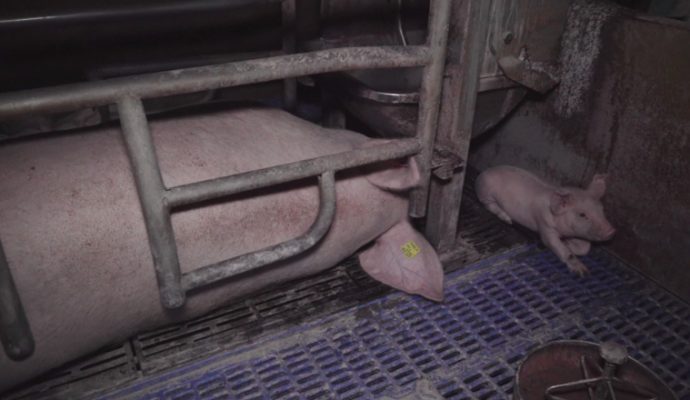 L’association L214 dénonce des maltraitances dans un élevage de cochons du Maine-et-Loire