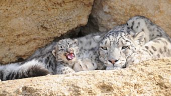 Une panthère des neiges est née au Zoo de Doué-la-Fontaine