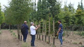 Les nouveaux arbres le long du tracé du tramway plantés à partir du mois prochain