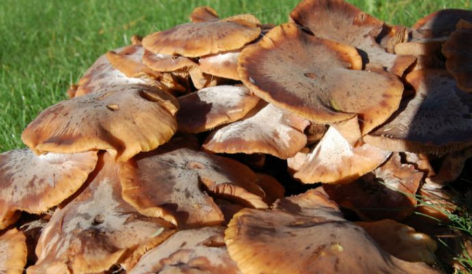 L’Anses met en garde contre les risques d’intoxication avec les champignons