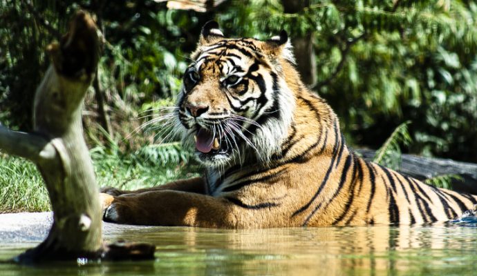 Une saison record pour le Zoo de la Flèche