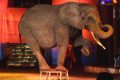 cirque animaux