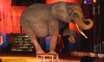 Bientôt la fin des cirques avec animaux à Angers