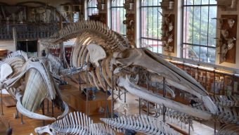 Une maquette géante de plésiosaure exposée au Muséum des sciences naturelles