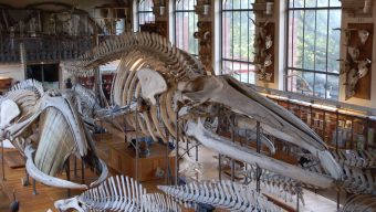 Une maquette géante de plésiosaure exposée au Muséum des sciences naturelles