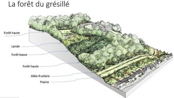 Lancement des plantations au plateau de Grésillé