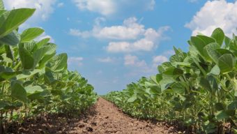 Une subvention exceptionnelle de 100 000 euros pour aider les agriculteurs du Maine-et-Loire victimes du gel