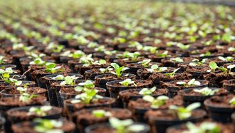 Les pépinières et horticulteurs peuvent poursuivre leurs activités indique le préfet