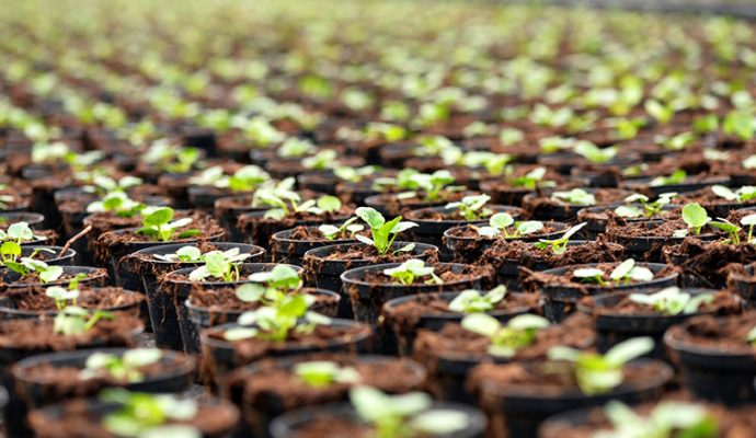 Un plan de soutien de la filière horticole dans les cartons du Département