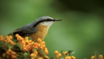 La LPO Anjou fait découvrir la biodiversité du Maine-et-Loire