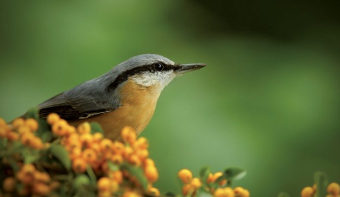 La LPO Anjou fait découvrir la biodiversité du Maine-et-Loire