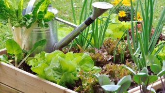 Les jardins familiaux et les jardins partagés rouvriront jeudi 23 avril