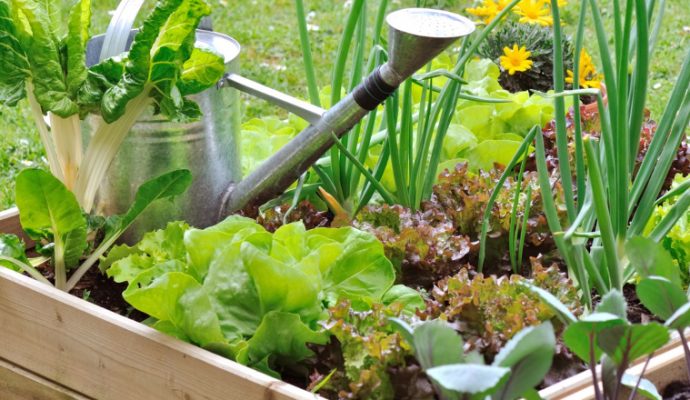 Les jardins familiaux et les jardins partagés rouvriront jeudi 23 avril