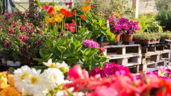 La Jeune Chambre Economique d’Angers lance la Fête des fleurs pour soutenir les horticulteurs
