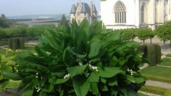 Le muguet du château d’Angers offert aux personnels du CHU