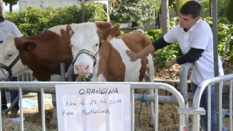 « Au Pré d’Angers » n’aura pas lieu cette année