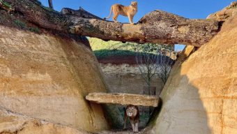 Le Bioparc de Doué-la-Fontaine ouvrira ses portes au public le samedi 16 mai