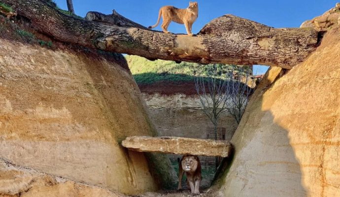 Le Bioparc de Doué-la-Fontaine ouvrira ses portes au public le samedi 16 mai