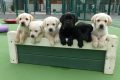 chiots Chiens Guides d'Aveugles de l'Ouest