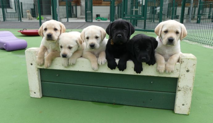 Chiens Guides d’Aveugles de l’Ouest : 11 chiots nés pendant le confinement