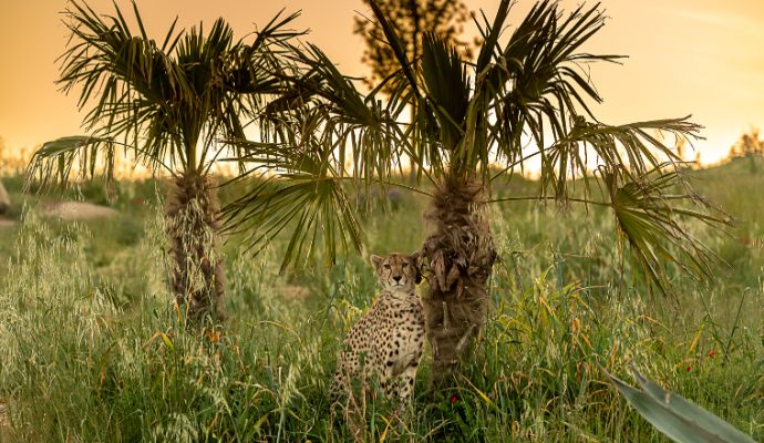 Le Bioparc de Doué-la-Fontaine élu 2ème meilleur zoo d’Europe