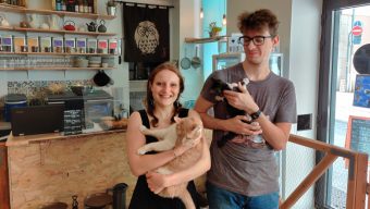 Le premier bar à chats d’Angers ouvre rue de la Roë