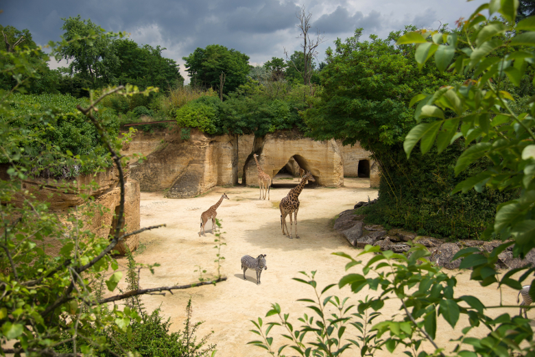 Girafe Bioparc