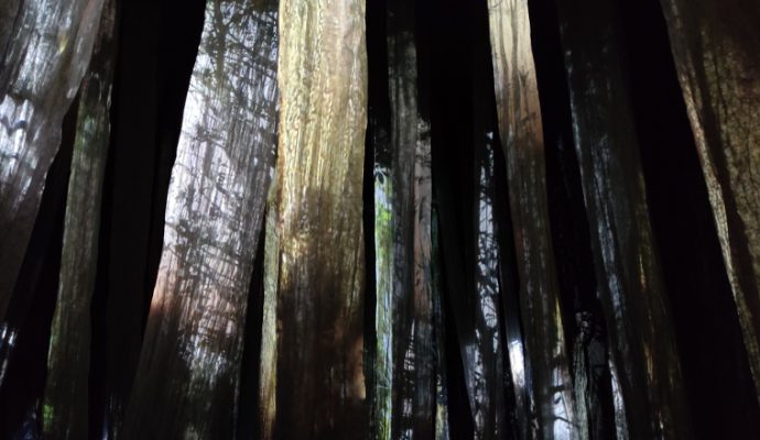 La collégiale Saint-Martin transformée en forêt par le collectif Lucie Lom